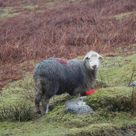 Herdwick